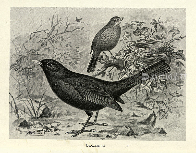 黑鸟,Turdus merula,一种真正的画眉,鸟类野生动物艺术